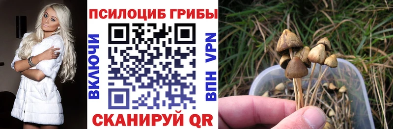 Псилоцибиновые грибы Psilocybe  дарнет шоп  Петровск 